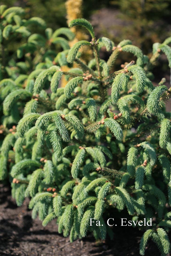 Abies bornmuelleriana
