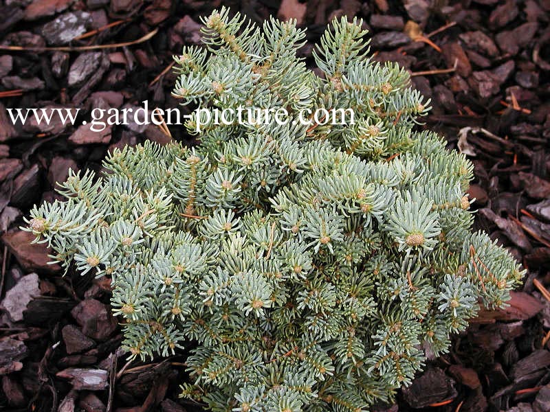 Abies concolor 'Blue Saphir'