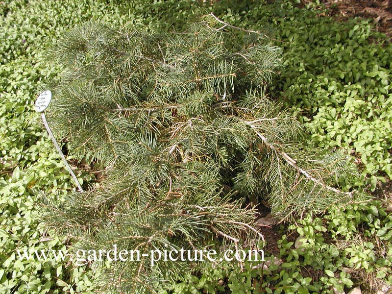 Abies concolor 'Gable's Weeping'