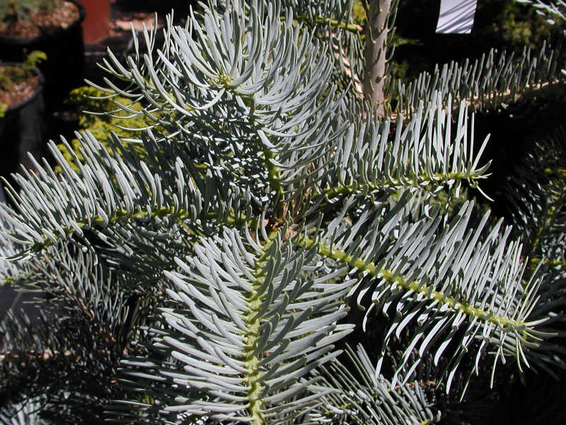 Abies concolor 'Violacea'