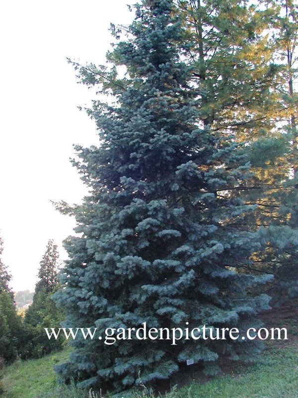 Abies concolor lowiana