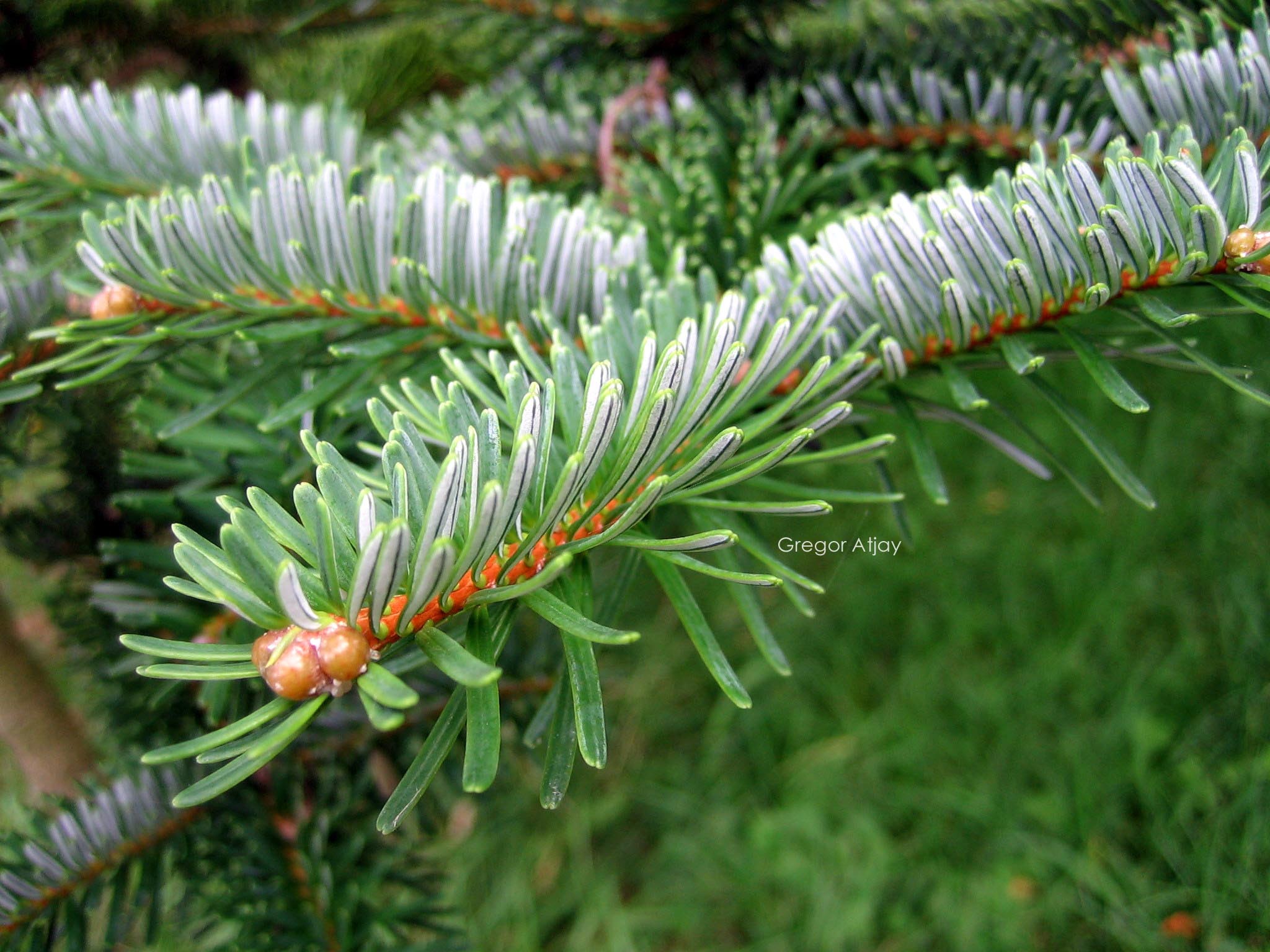Abies delavayi
