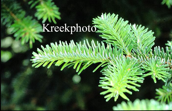 Abies fraseri