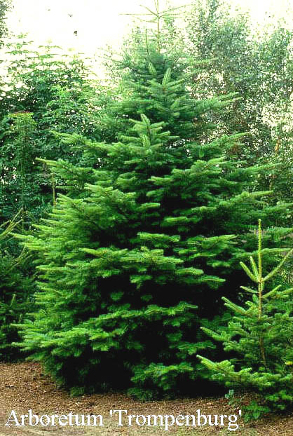 Abies homolepis