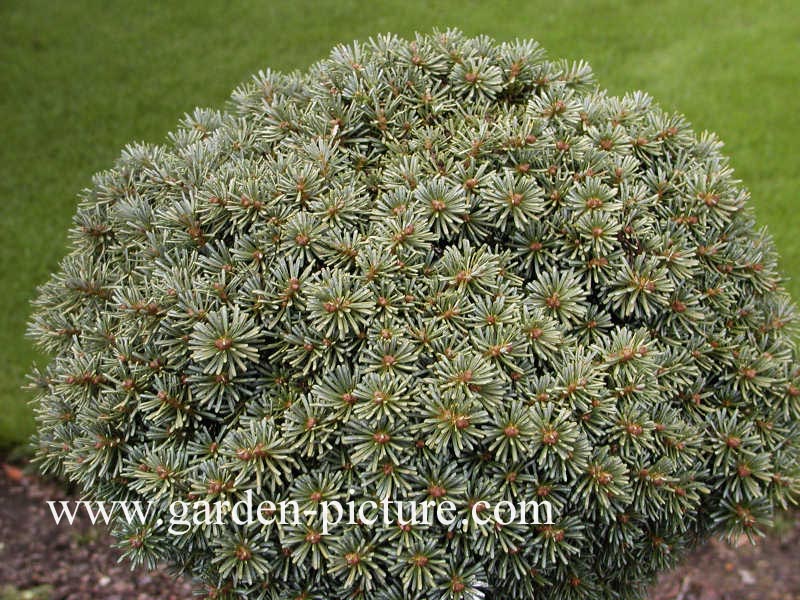 Abies koreana 'Blauer Eskimo'