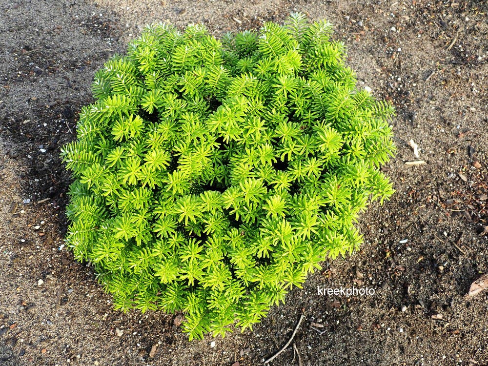 Abies koreana 'Cis'