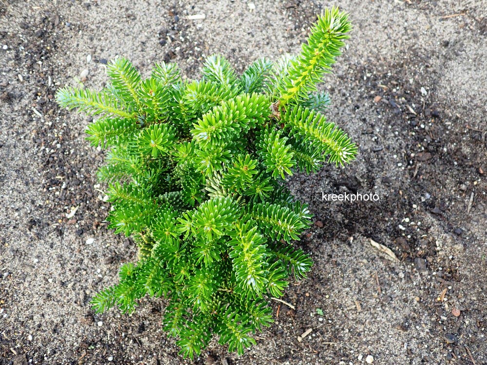 Abies koreana 'Gait'