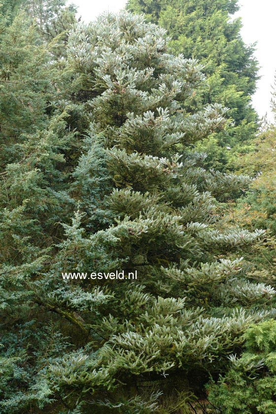 Abies koreana 'Silberlocke'