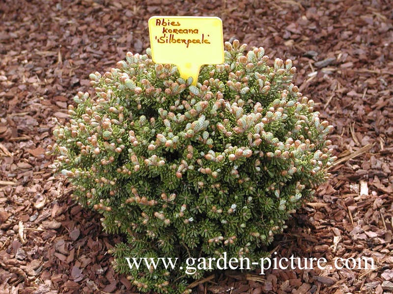 Abies koreana 'Silberperle'
