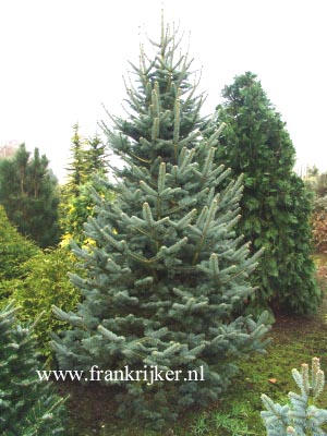 Abies lasiocarpa 'Argentea'