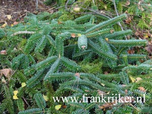 Abies nordmanniana 'Pendula'
