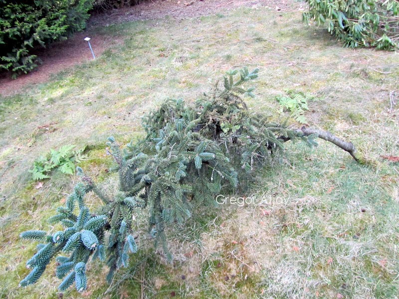 Abies numidica 'Pendula'