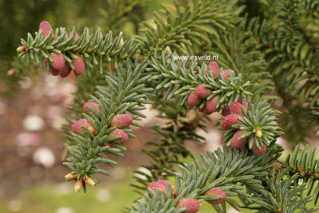 Abies pinsapo