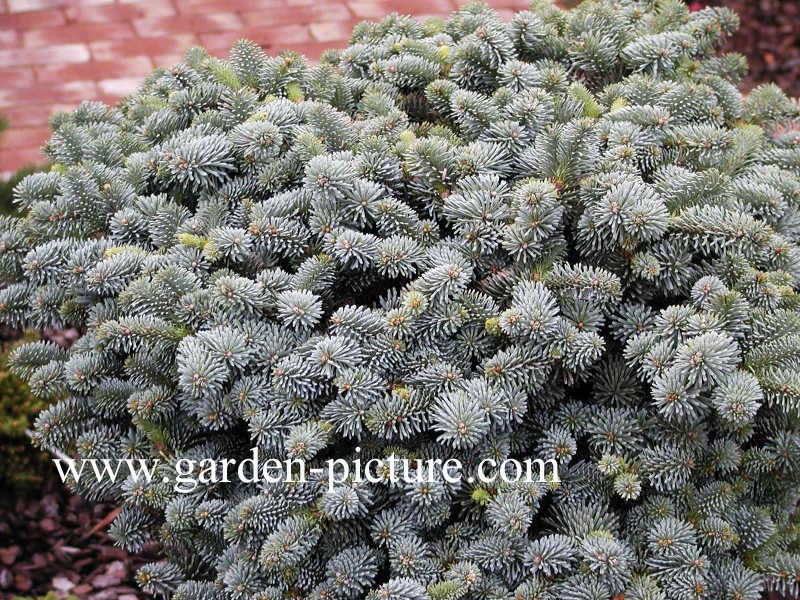 Abies procera 'Blaue Hexe'