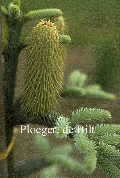 Abies procera 'Glauca'