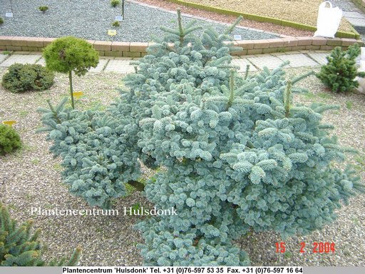 Abies procera 'Hexe'