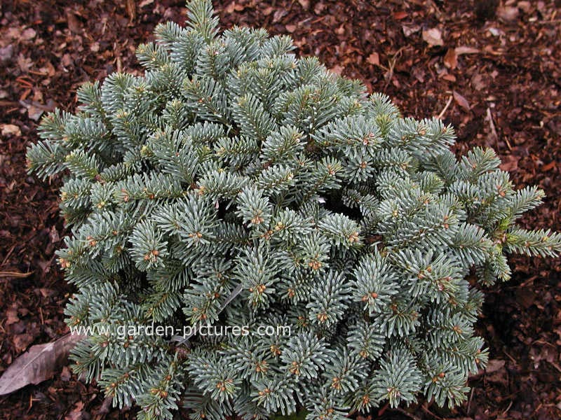 Abies procera 'Procumbens'