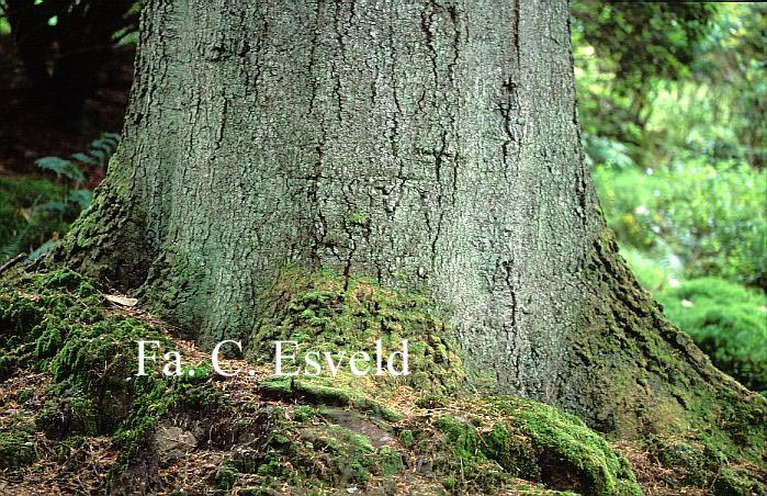 Abies procera Abies procera