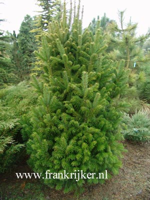 Abies sibirica Abies sibirica