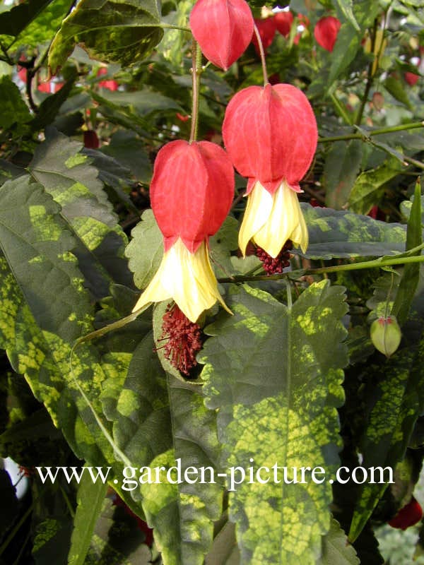 Abutilon megapotamicum Abutilon megapotamicum