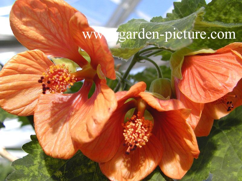 Abutilon pictum 'Thompsonii' Abutilon pictum 'Thompsonii'