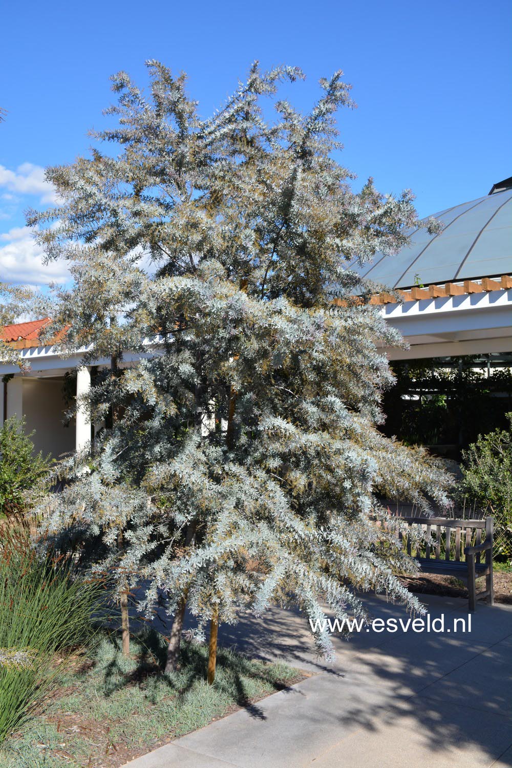 Acacia baileyana 'Purpurea'