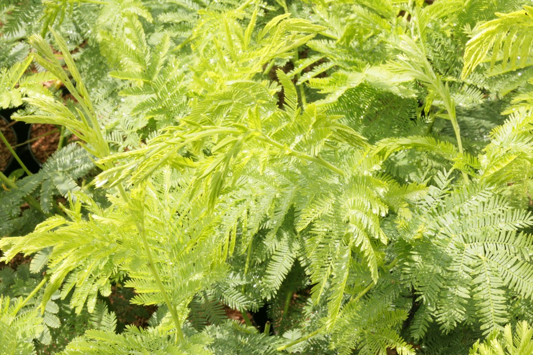 Acacia dealbata 'Gaulois Astier' (79543)