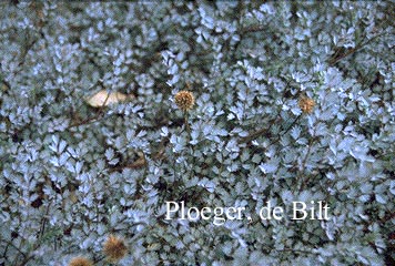 Acaena 'Blue Haze' Acaena 'Blue Haze'