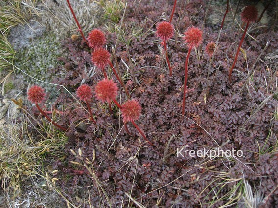 Acaena saccaticupula