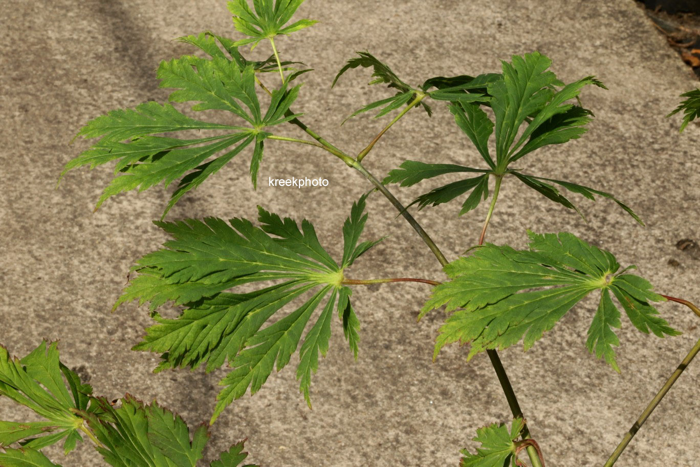 Acer 'Longwood'