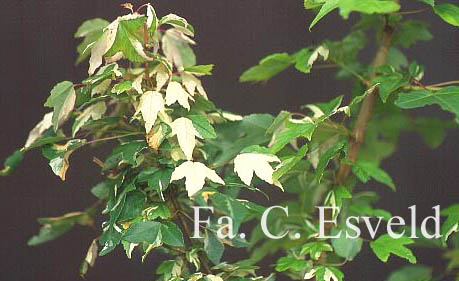 Acer buergerianum 'Goshiki-kaede'