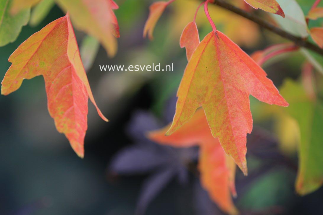 Acer buergerianum 'Hime-kaede'