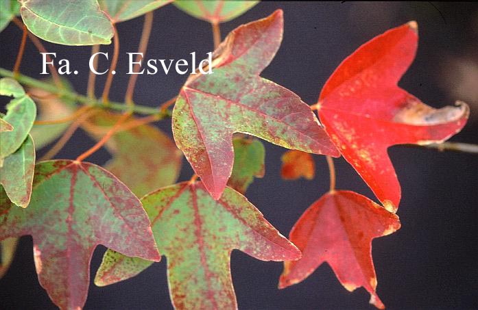 Acer buergerianum 'Inazuma nishiki'