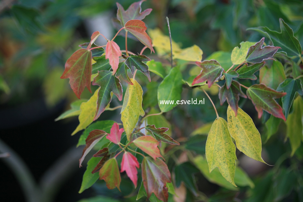 Acer buergerianum 'Johroku aka me'