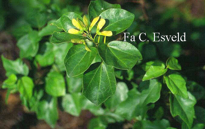 Acer buergerianum 'Kifu nishiki'