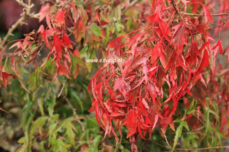 Acer buergerianum 'Mino yatsubusa'
