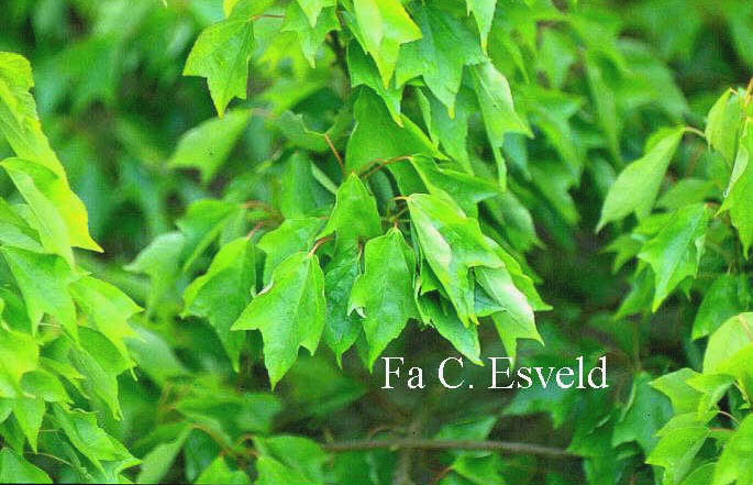 Acer buergerianum 'Mitsubatoh-kaede'