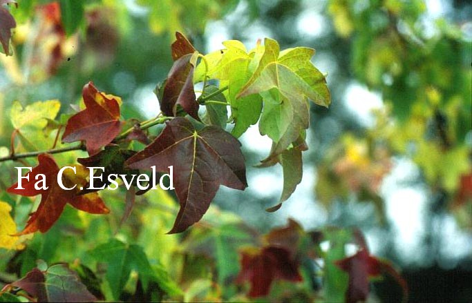 Acer buergerianum 'Papageno'