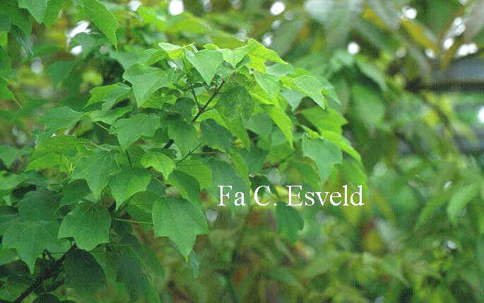 Acer buergerianum 'Subintegrum'
