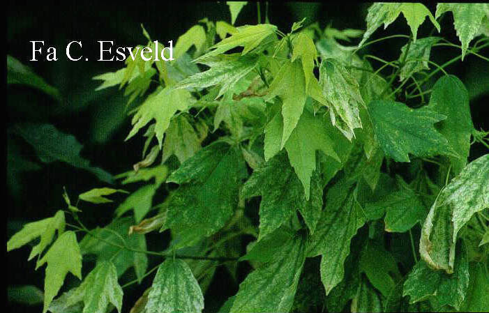 Acer buergerianum 'Wakoh nishiki'