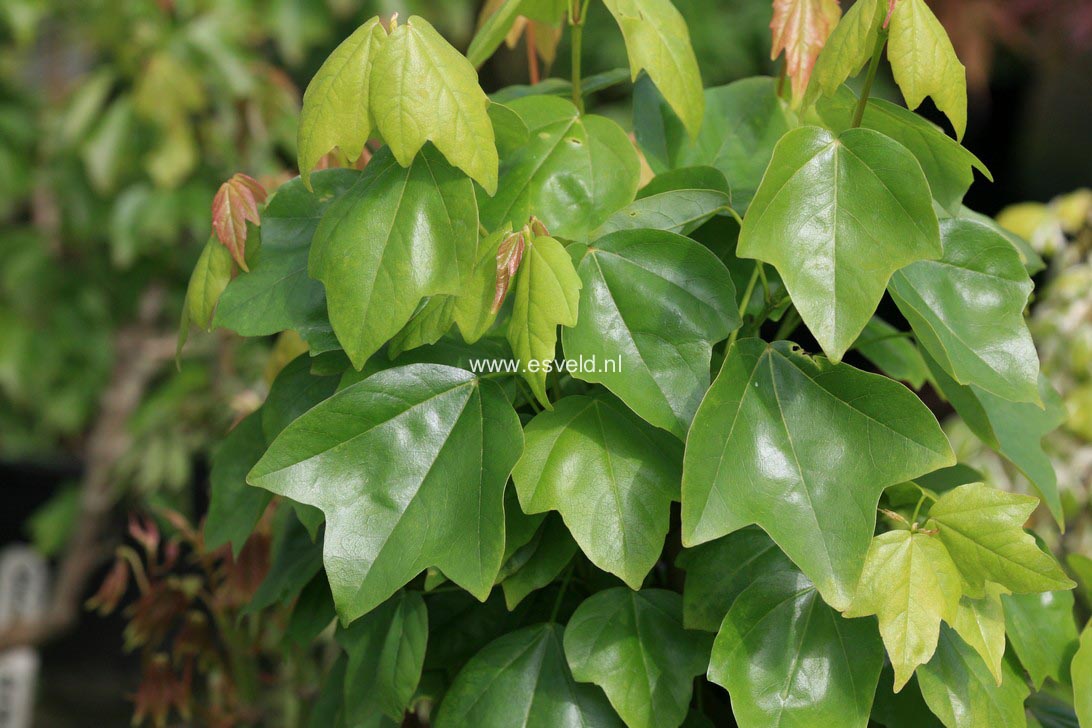 Acer buergerianum ssp. ningpoense