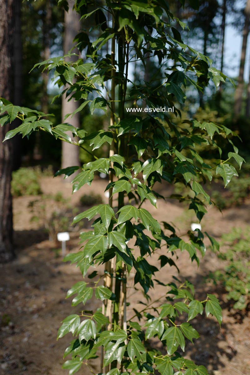 Acer calcaratum