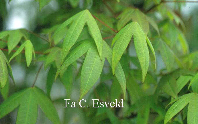 Acer campbellii ssp. flabellatum
