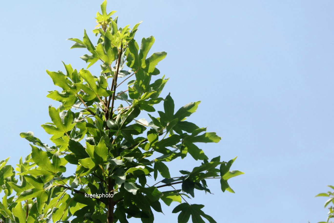 Acer campestre 'Anny's Globe'