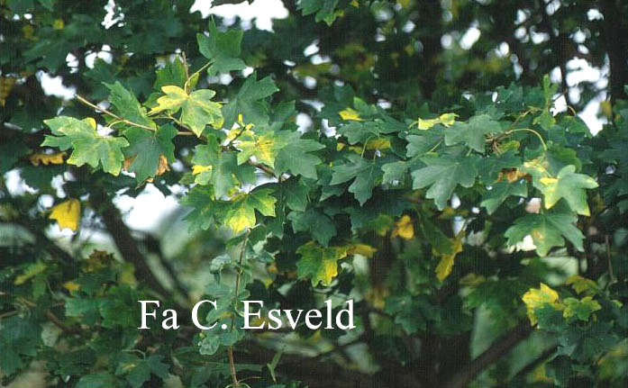 Acer campestre 'Austriacum'