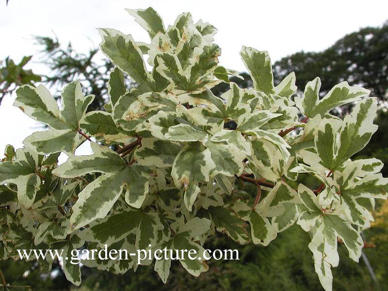 Acer campestre 'Carnival'