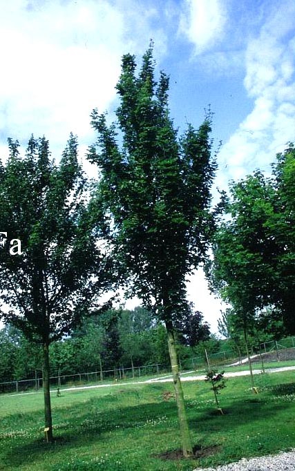 Acer campestre 'Farlake's Column'