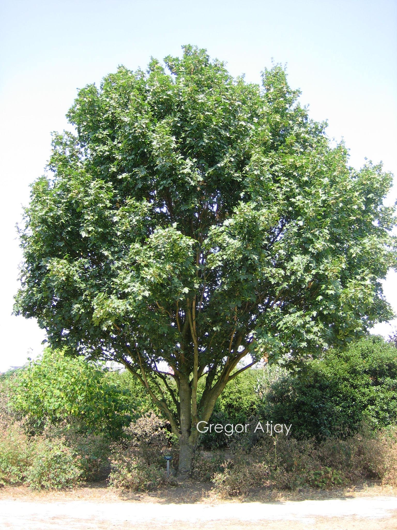 Acer campestre 'Fastigiatum'