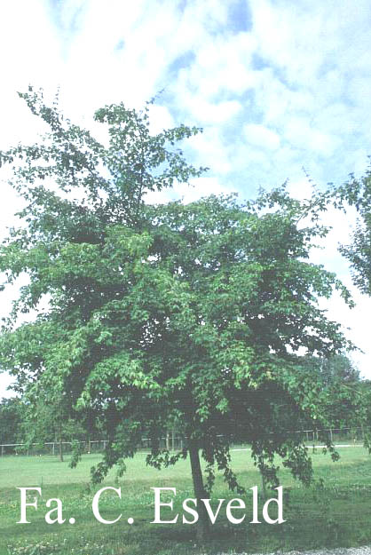 Acer campestre 'Green Weeping'