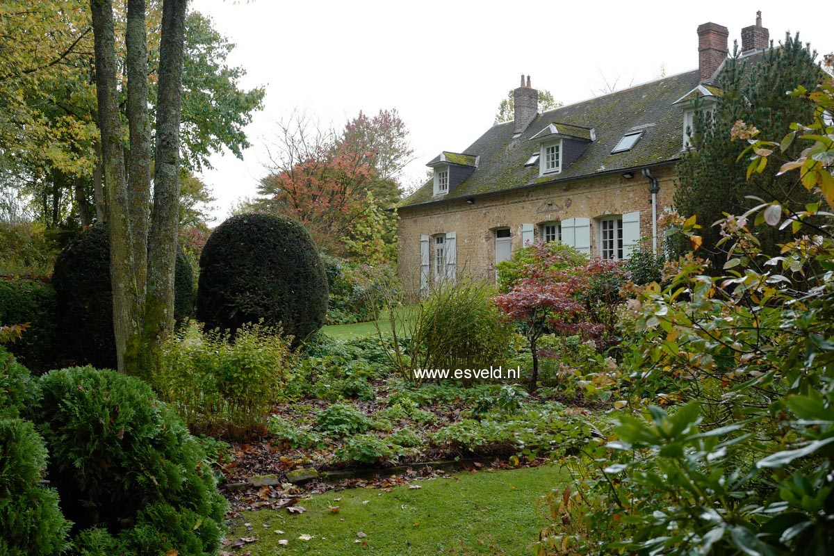 Acer campestre 'Nanum'